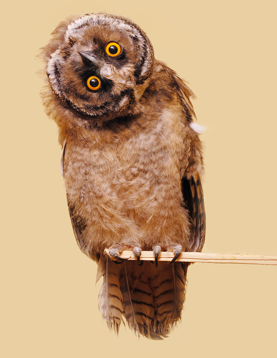 Owl404
