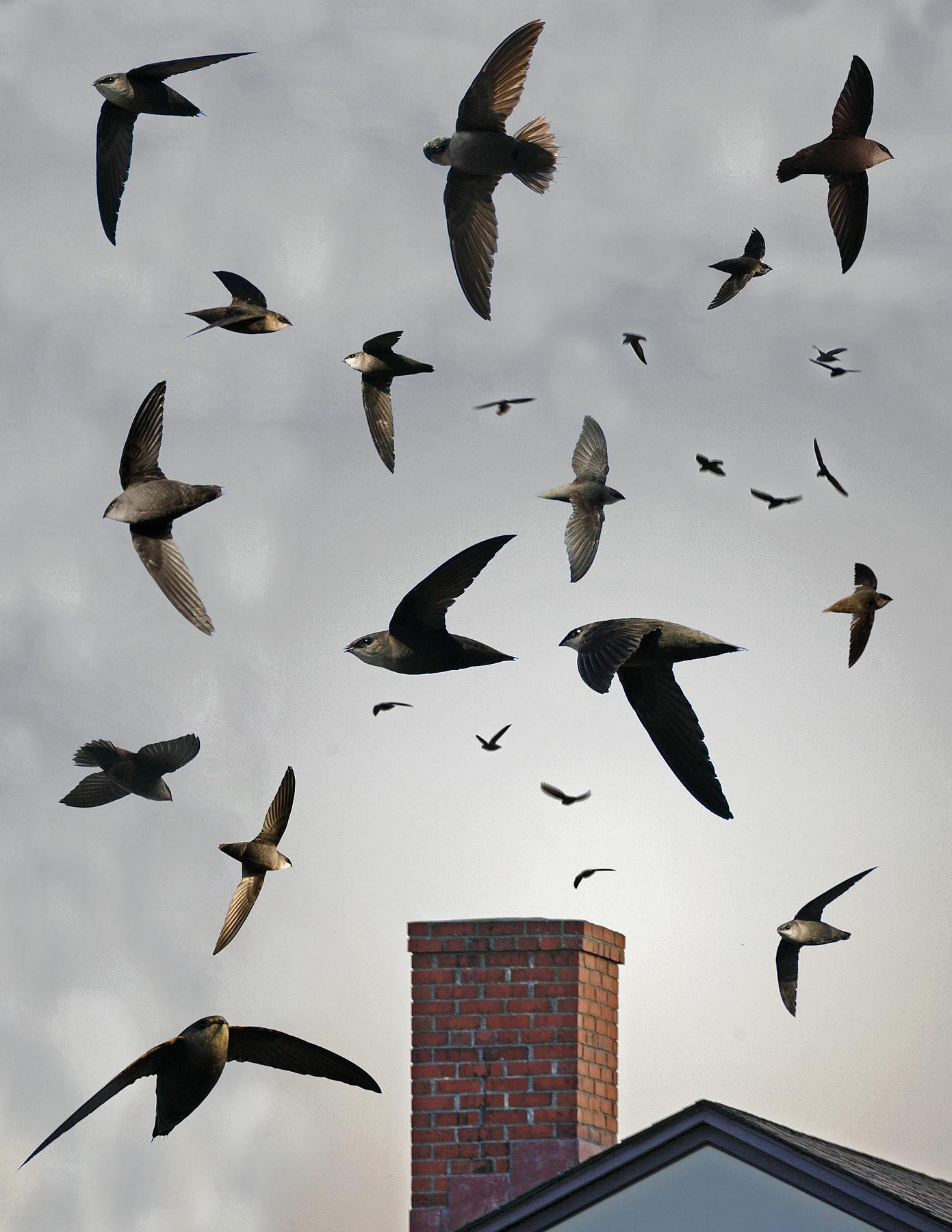 Chimney swift from the crossley id guide eastern birds