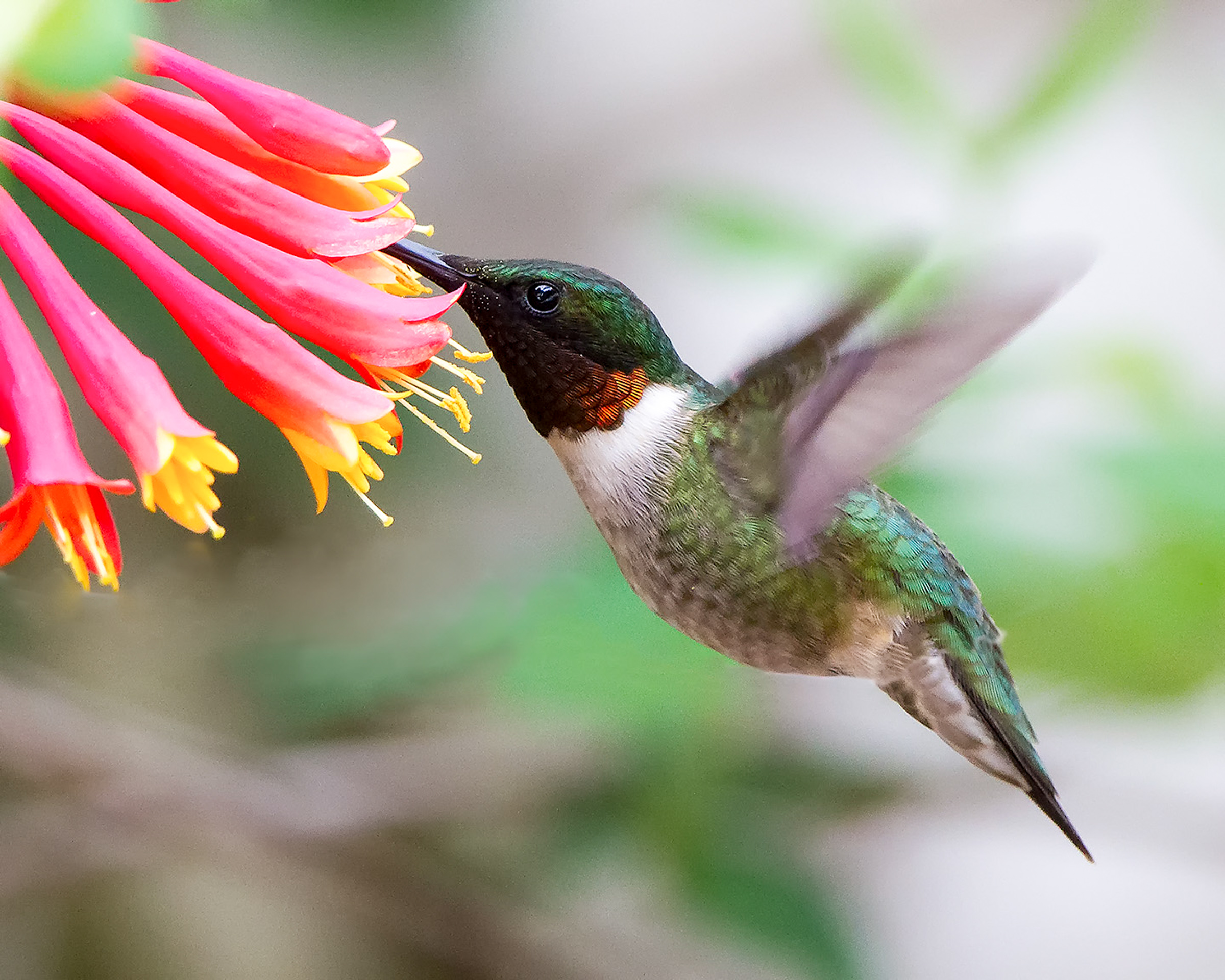 3 apa 2015 david shipper ruby throated hummingbird trumpet honeysuckle kk%20%281%29