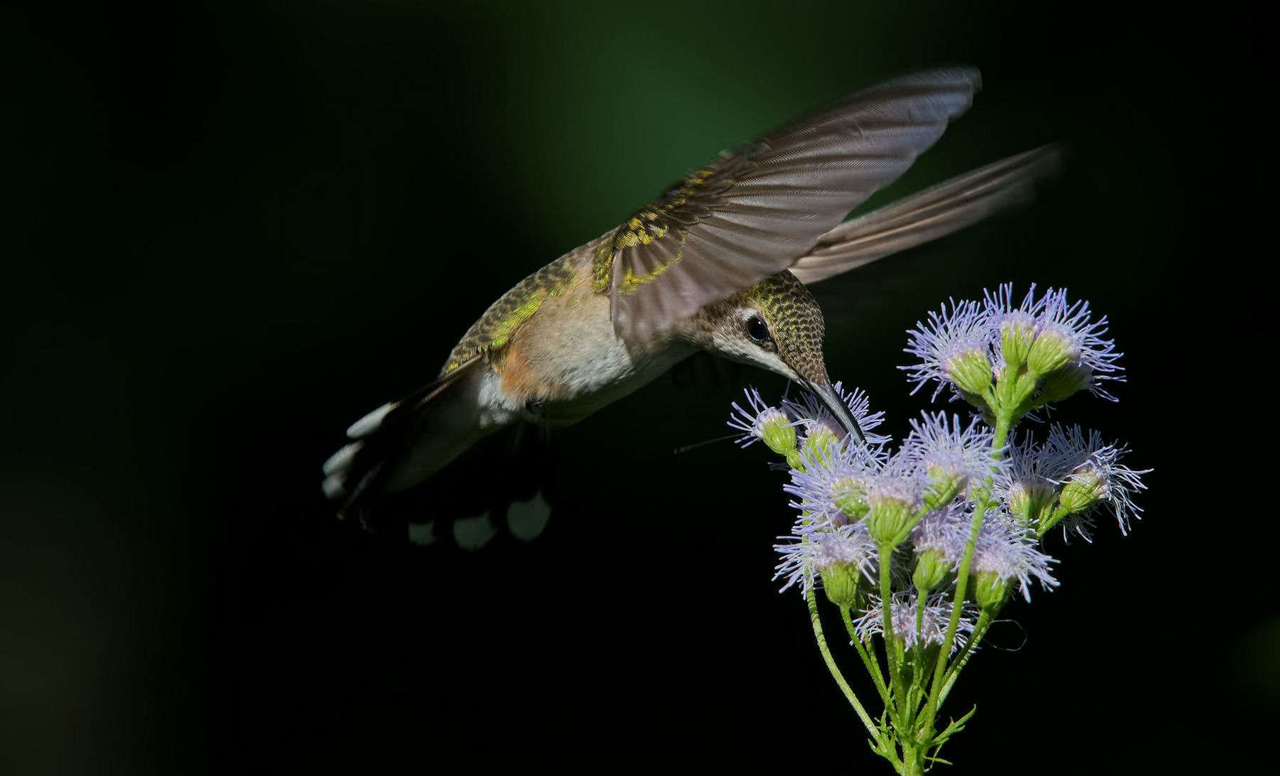 2 apa 2015 carmen elia ruby throated hummingbird blue mistflower kk