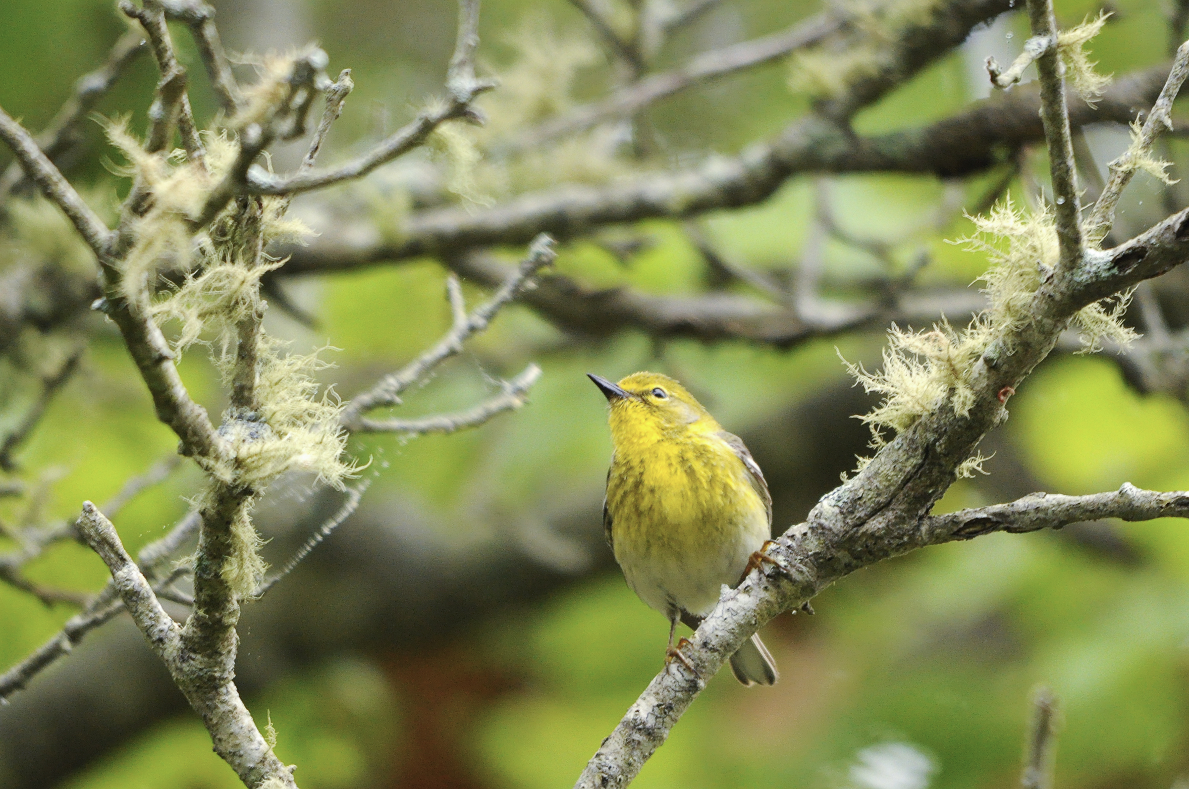 15 pine warbler white oak pitch pine forest putneypics flickr cc%28by nc%202.0%29