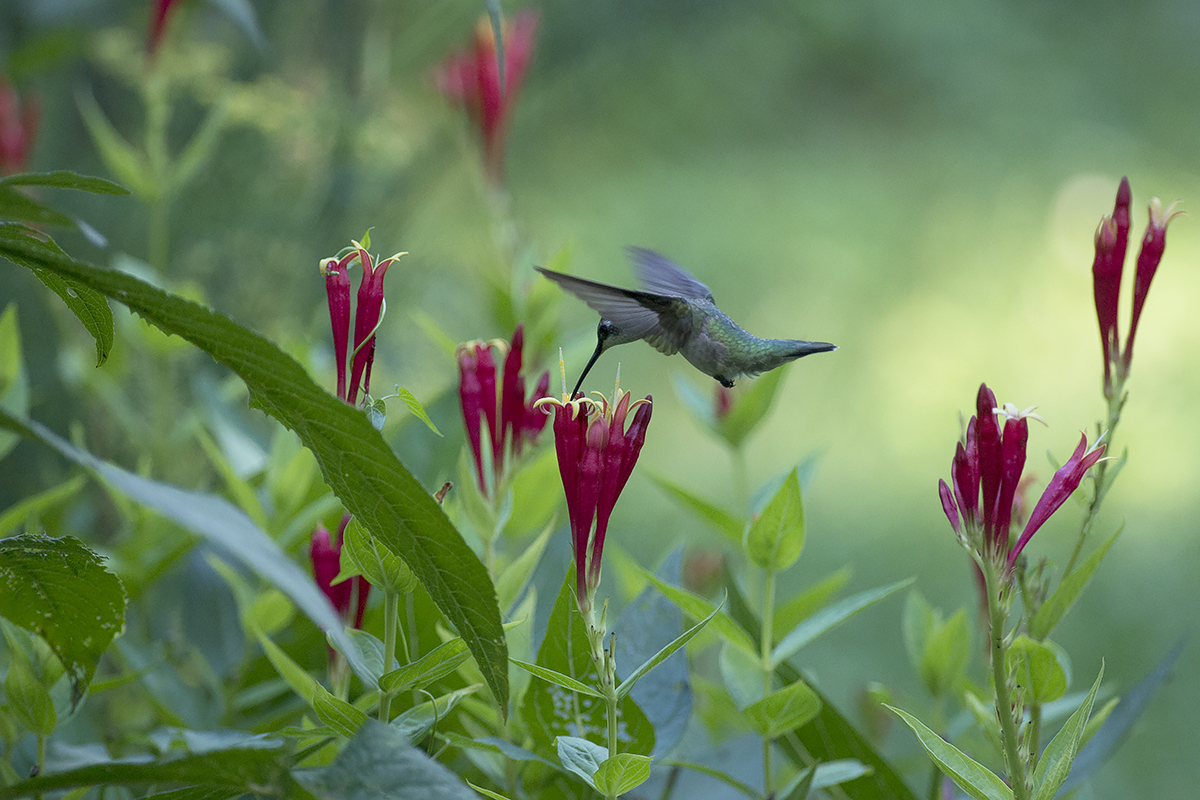 18 ruby throated hummingbird indian pink budohio cc%28by nc nd%202.0%29%20%281%29